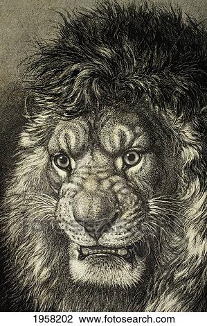 The Lion, King Of Beasts. From El Mundo Ilustrado, Published Barcelona, 1880. View Large Photo Image Stock Image - The Lion, King Of Beasts. From El Mundo Ilustrado, Published Barcelona, 1880.. Fotosearch