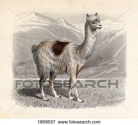 The Llama, Drawn By H. Gobin, Engraved By Ramus. View Large Photo Image Stock Photo - The Llama, Drawn By H. Gobin, Engraved By Ramus.. Fotosearch