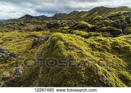 Stock Image - The lush moss covered lava flows of Landmannalaugar in the highlands of Iceland; Iceland. Fotosearch