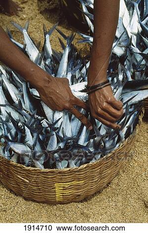 Stock Image - The Morning's Catch Of Fish. Fotosearch