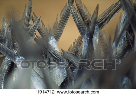 Stock Image - The Morning's Catch Of Fish. Fotosearch
