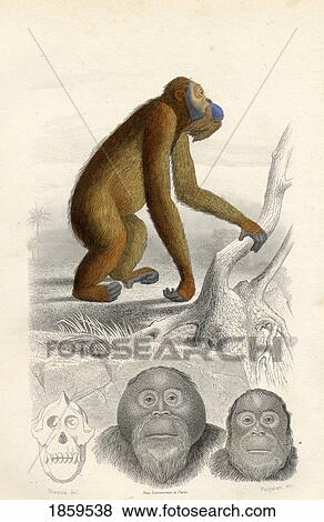 The Orang-Utan View Large Photo Image Stock Photo - The Orang-Utan. Fotosearch