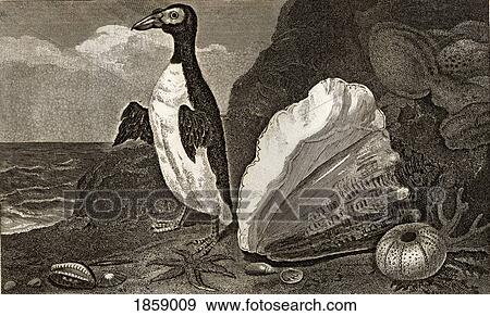 The Penguin With The Conc And Other Shells, Sponges Etc. Engraved By Lacy After Craig. From The Book The Gallery Of Nature And Art Volume Ii. Published London C. 1823. View Large Photo Image Stock Photo - The Penguin With The Conc And Other Shells, Sponges Etc. Engraved By Lacy After Craig. From The Book The Gallery Of Nature And Art Volume Ii. Published London C. 1823.. Fotosearch