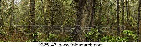 Stock Photo - The Rainforest In Pacific Rim National Park; Vancouver Island British Columbia Canada. Fotosearch