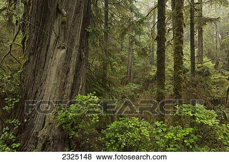 The Rainforest In Pacific Rim National Park; Vancouver Island British Columbia Canada View Large Photo Image Stock Photo - The Rainforest In Pacific Rim National Park; Vancouver Island British Columbia Canada. Fotosearch