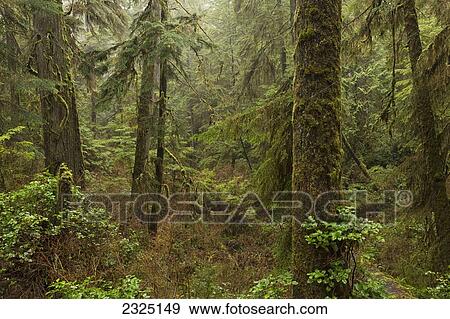 The Rainforest In Pacific Rim National Park; Vancouver Island British Columbia Canada View Large Photo Image Stock Photo - The Rainforest In Pacific Rim National Park; Vancouver Island British Columbia Canada. Fotosearch
