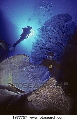 Stock Photo - The Red Sea, The Humphead Or Napoleon Wrasse (Cheilinus Undulatus) Is One Of The Largest Reef Fishes In The World And Is The Largest Member Of The Wrasse Family.. Fotosearch