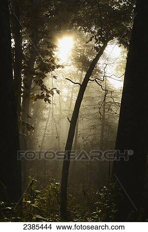 Picture - The rising sun shines through a lifting fog sending streams of light shining through the trees; North Carolina, United States of America. Fotosearch