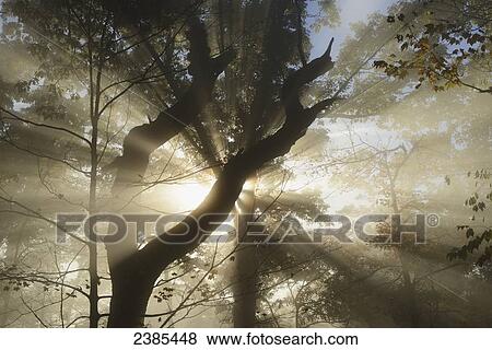 Stock Photo - The rising sun shines through a lifting fog sending streams of light shining through the trees; North Carolina, United States of America. Fotosearch