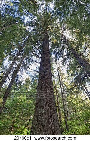 The Sitka Spruce Trees In Chilkoot State Park; Haines Alaska Usa View Large Photo Image Stock Image - The Sitka Spruce Trees In Chilkoot State Park; Haines Alaska Usa. Fotosearch