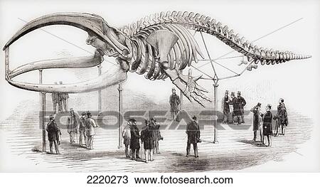 The Skeleton Of A Whale Seen In The Royal College Of Surgeons In London, England In The Mid 19Th Century. From L'univers Illustre Published 1866. View Large Photo Image Stock Image - The Skeleton Of A Whale Seen In The Royal College Of Surgeons In London, England In The Mid 19Th Century. From L'univers Illustre Published 1866.. Fotosearch