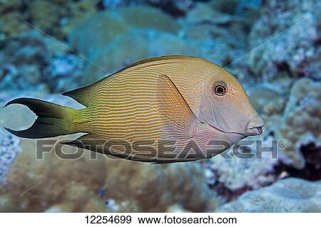Stock Photo - The Striated surgeonfish (Ctenochaetus striatus), also known as a striped bristle tooth; Maui, Hawaii, United States of America. Fotosearch