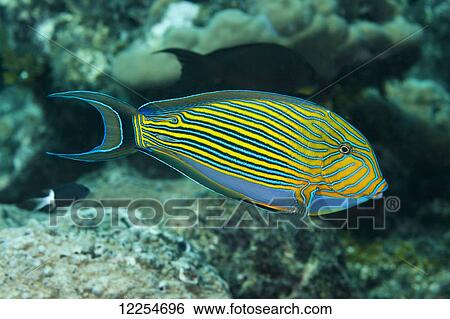Stock Photograph - The striped surgeonfish (Acanthurus lineatus) are often found near the top of the reef in the surge zone; Yap, Micronesia. Fotosearch
