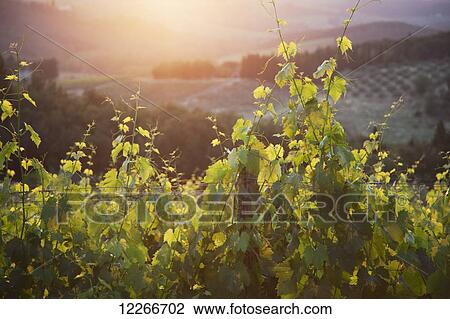Stock Image - The sun sets amongst the rolling hills of Tuscany; Tuscany, Italy. Fotosearch