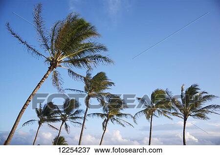 The sun sets over palm trees in Salt Pond Park on the Hawaiian Island of Kauai; Kauai, Hawaii, United States of America View Large Photo Image Stock Photo - The sun sets over palm trees in Salt Pond Park on the Hawaiian Island of Kauai; Kauai, Hawaii, United States of America. Fotosearch