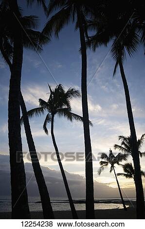 Stock Photo - The sun sets over palm trees in Salt Pond Park on the Hawaiian Island of Kauai; Kauai, Hawaii, United States of America. Fotosearch