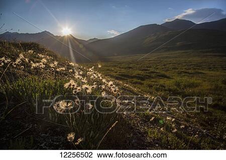 Stock Image - The sun sets over the seeded heads of Mountain Avens (Dryas octopetala) in the headwates of Anorat Creek, in the upper Noatak River basin, Gates of the Arctic National Park, Alaska, USA. Fotosearch