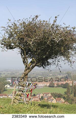 Stock Photo - The Thorn tree on Wearyall Hill above the town of Glastonbury; Somerset, England. Fotosearch