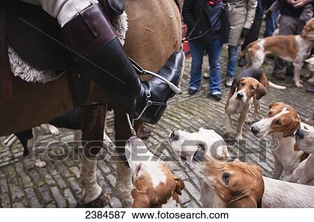 The Traditional Boxing Day Hunt in the centre of Castle Cary; Somerset, England View Large Photo Image Stock Photo - The Traditional Boxing Day Hunt in the centre of Castle Cary; Somerset, England. Fotosearch
