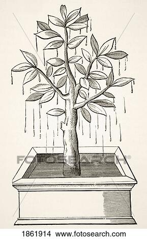 The Tree Of Life Or The Weeping Tree Planted In The States Of Prester John. After A 16Th Century Wood Engraving. From Science And Literature In The Middle Ages By Paul Lacroix Published London 1878 View Large Photo Image Picture - The Tree Of Life Or The Weeping Tree Planted In The States Of Prester John. After A 16Th Century Wood Engraving. From Science And Literature In The Middle Ages By Paul Lacroix Published London 1878. Fotosearch