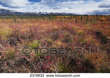 Stock Image - The Tundra Along The Dempster Highway In Autumn; Yukon Canada. Fotosearch