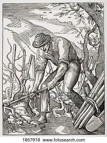 The Wine Grower. 19Th Century Reproduction Of 16Th Century Engraving By Jost Amman View Large Photo Image Stock Photo - The Wine Grower. 19Th Century Reproduction Of 16Th Century Engraving By Jost Amman. Fotosearch