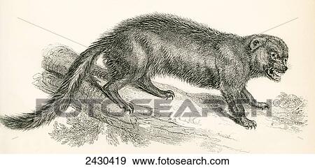 The wolverine aka glutton, carcajou, skunk bear or quickhatch, Gulo gulo. From The National Encyclopaedia, published c. 1890. View Large Photo Image Stock Photo - The wolverine aka glutton, carcajou, skunk bear or quickhatch, Gulo gulo. From The National Encyclopaedia, published c. 1890.. Fotosearch