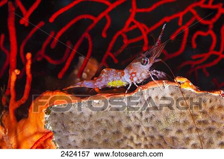 The yellow eggs of this female reticulated hinge-beak shrimp (Cinetorhynchus teticulatus) can be seen through the sides of it View Large Photo Image Stock Photo - The yellow eggs of this female reticulated hinge-beak shrimp (Cinetorhynchus teticulatus) can be seen through the sides of it. Fotosearch