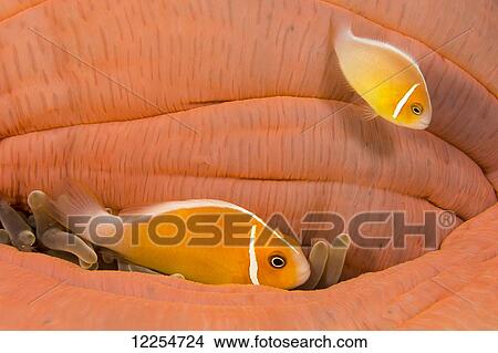 This common anemonefish (Amphiprion perideraion), most often found associated with the anemone (Heteractis magnifica), as pictured here, this particular anemone has closed and it's guests are tucking in where ever possible; Yap, Micronesia View Large Photo Image Picture - This common anemonefish (Amphiprion perideraion), most often found associated with the anemone (Heteractis magnifica), as pictured here, this particular anemone has closed and it's guests are tucking in where ever possible; Yap, Micronesia. Fotosearch