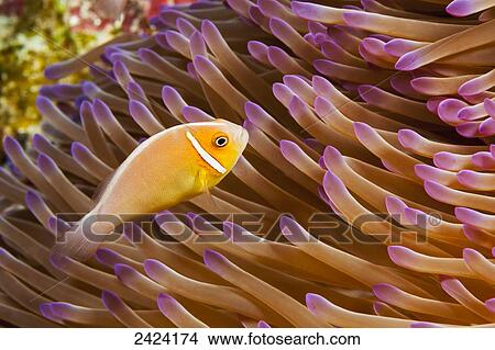Picture - This common anemonefish, Amphiprion perideraion, is most often found associated with the anemone, Heteractis magnifica, as pictured here; Yap, Micronesia. Fotosearch