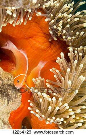 This common anemonefish (Amphiprion perideraion), most often found associated with the anemone (Heteractis magnifica), as pictured here, male and female are tending to eggs recently attached to the bottom beside the anemone; Yap, Micronesia View Large Photo Image Stock Image - This common anemonefish (Amphiprion perideraion), most often found associated with the anemone (Heteractis magnifica), as pictured here, male and female are tending to eggs recently attached to the bottom beside the anemone; Yap, Micronesia. Fotosearch