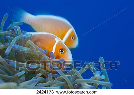 Stock Image - This common anemonefish (Amphiprion perideraion) is most often found associated with the anemone, Heteractis magnifica, as pictured here; Yap, Micronesia. Fotosearch