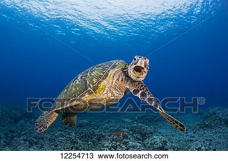 This green sea turtle (Chelonia mydas), an endangered species, is rubbing it's chin on it's shoulder; Maui, Hawaii, United States of America View Large Photo Image Stock Image - This green sea turtle (Chelonia mydas), an endangered species, is rubbing it's chin on it's shoulder; Maui, Hawaii, United States of America. Fotosearch