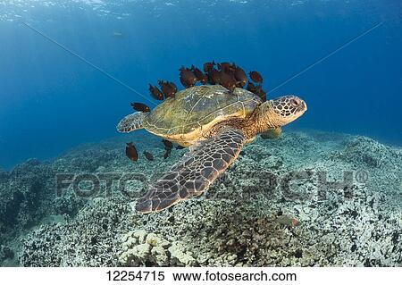 Stock Photography - This green sea turtle (Chelonia mydas), an endangered species, is having it's shell cleaned by a school of Goldring Surgeonfish, (Ctenochaetus strigosus); Maui, Hawaii, United States of America. Fotosearch