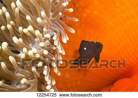 This juvenile three spot damselfish (Dascyllus trimaculatus) is pictured beside the anemone that is utilizes for protection; Yap, Micronesia View Large Photo Image Stock Photography - This juvenile three spot damselfish (Dascyllus trimaculatus) is pictured beside the anemone that is utilizes for protection; Yap, Micronesia. Fotosearch