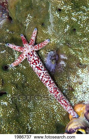 This Seastar/Starfish (Linckia Multifora) regenerating itself from single arm; Indonesia View Large Photo Image Stock Photo - This Seastar/Starfish (Linckia Multifora) regenerating itself from single arm; Indonesia. Fotosearch