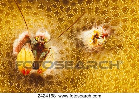 Stock Photo - This species of coral hermit crab, Paguritta sp, is well known, but still awaiting a name from biologists, lives in a hole in hard coral and traps passing plankton in it. Fotosearch