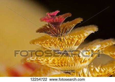 Stock Image - This spiral fan is the only part of the Christmas tree worm (Spirobranchus giganteus), that is visible on the reef, two tiny copepods can be seen attached to the worm; Yap, Micronesia. Fotosearch