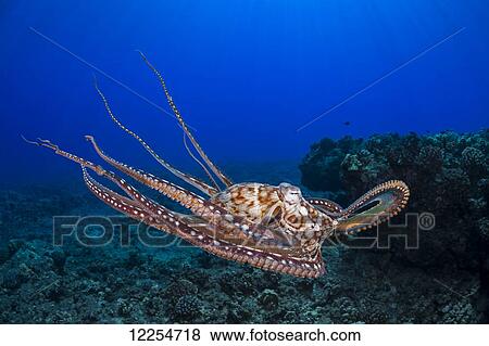 Stock Photo - This view shows the eight armed cephalopod free swimming in mid-water, Day octopus, (Octopus cyanea); Maui, Hawaii, United States of America. Fotosearch