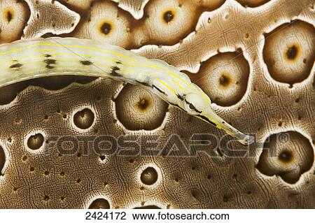 Stock Image - This yellow scribbled pipefish, Corythoichthys sp, is an unnamed species that has been confused with C. haematopterus and/or C. flavofasciatus, with a sea cucumber in the background; Island of Yap, Micronesia. Fotosearch