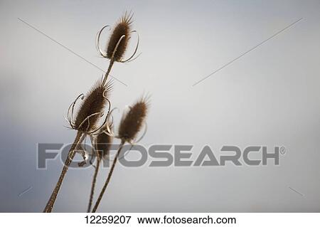 Thistles in autumn; Milton, Ontario, Canada View Large Photo Image Stock Photo - Thistles in autumn; Milton, Ontario, Canada. Fotosearch