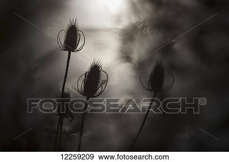 Stock Photo - Thistles in autumn; Milton, Ontario, Canada. Fotosearch