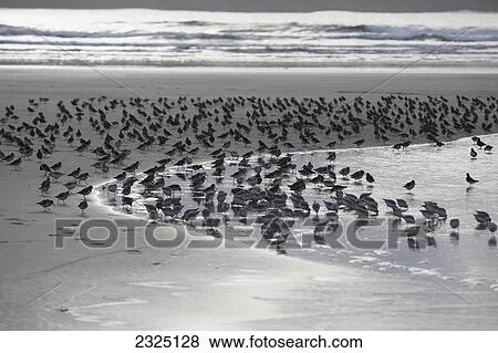 Stock Photo - Thousands Of Shorebirds Eating On Chesterman Beach; Tofino Vancouver Island British Columbia Canada. Fotosearch