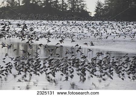 Stock Image - Thousands Of Shorebirds In Flight On Chesterman Beach; Tofino Vancouver Island British Columbia Canada. Fotosearch
