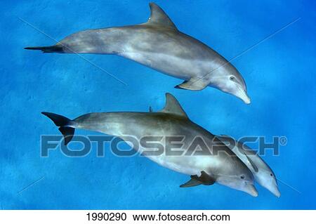 Three Atlantic Bottlenose Dolphin, Tursiops Truncatus View Large Photo Image Stock Image - Three Atlantic Bottlenose Dolphin, Tursiops Truncatus. Fotosearch