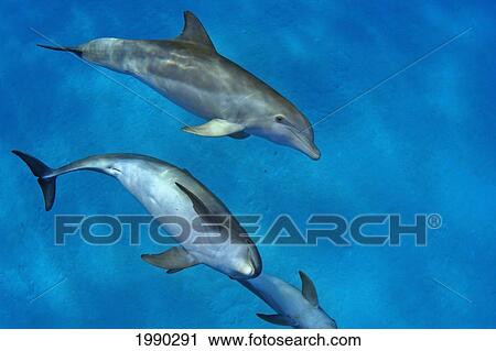 Three Atlantic Bottlenose Dolphin, Tursiops Truncatus View Large Photo Image Stock Image - Three Atlantic Bottlenose Dolphin, Tursiops Truncatus. Fotosearch