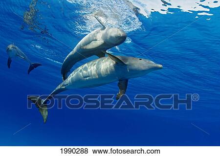 Stock Photo - Three Atlantic Bottlenose Dolphin, Tursiops Truncatus. Fotosearch