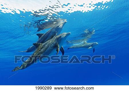 Three Atlantic Bottlenose Dolphin, Tursiops Truncatus View Large Photo Image Stock Photo - Three Atlantic Bottlenose Dolphin, Tursiops Truncatus. Fotosearch