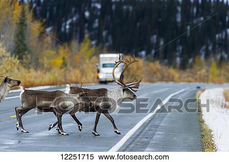 Stock Photography - Three caribou (Rangifer tarandus) on the highway; Paxson, Alaska, United States of America. Fotosearch