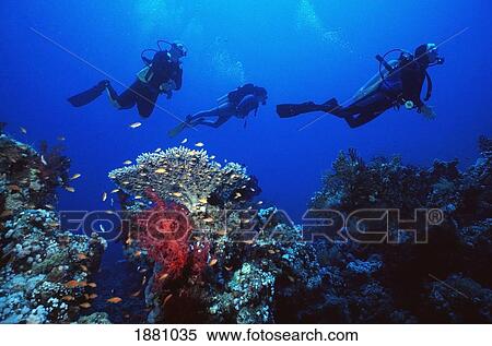 Stock Photography - Three Divers Swimming Past Coral In Red Sea. Fotosearch